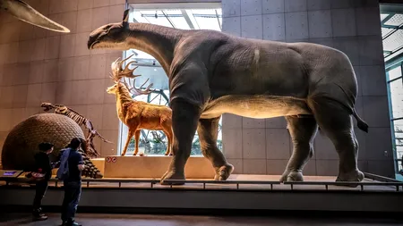 Fosile ale unor rinoceri gigantici, cel mai mare mamifer din lume, au fost descoperite în China: Noua specie avea peste 6 metri înălțime - FOTO
