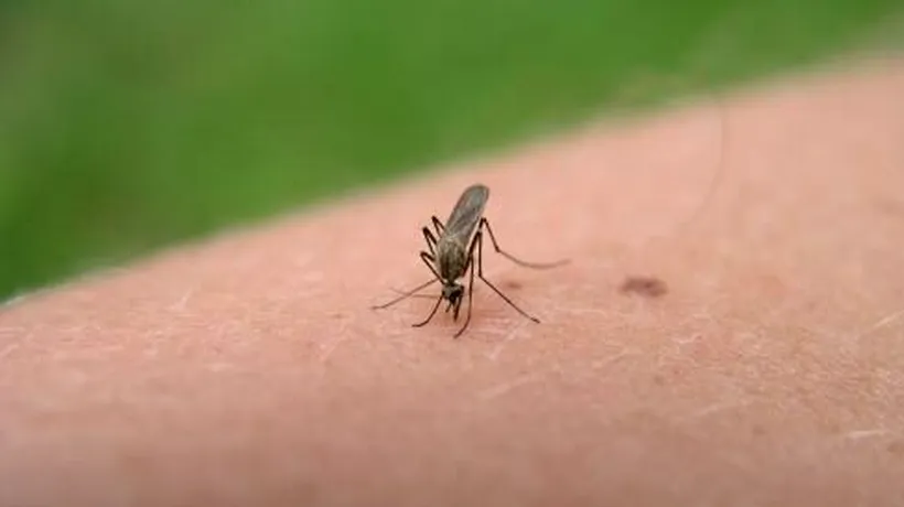 Tot mai mulți copii înțepați de țânțari ajung la SPITAL. Aceste insecte au început să dezvolte o rezistenţă puternică la insecticide