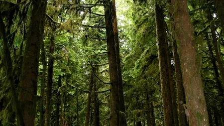 Cetățean german venit în vizită la rude, găsit mort într-o pădure; fratele lui, dat dispărut