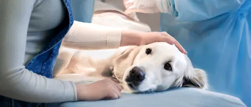O companie din Marea Britanie caută medici veterinari și oferă un salariu GENEROS de mii de euro. Candidații trebuie să îndeplinească unele condiții