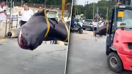 Un rechin de patru metri a fost găsit eșuat pe o plajă din Italia. Din ce specie face parte și de ce apariția sa i-a uimit pe biologi
