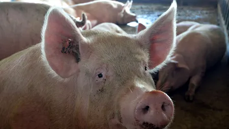 Trei hoți au fost prinși după ce au furat carne de PORC dintr-o societate grav afectată de PESTA porcină, din Brăila

