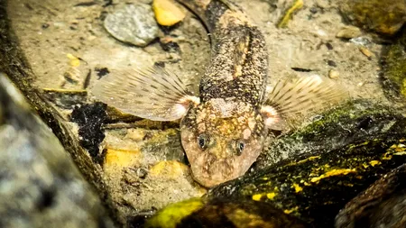 Imagini ISTORICE surprinse în România: Cel mai rar pește de apă dulce din Europa, filmat pentru prima dată pe timp de noapte