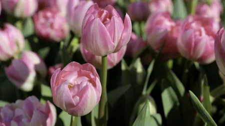 VIDEO Festivalul „Simfonia Lalelelor” sau „Înflorirea speranței / Bloom of Hope” Piteștiul a devenit primul oraș din România care are o lalea proprie