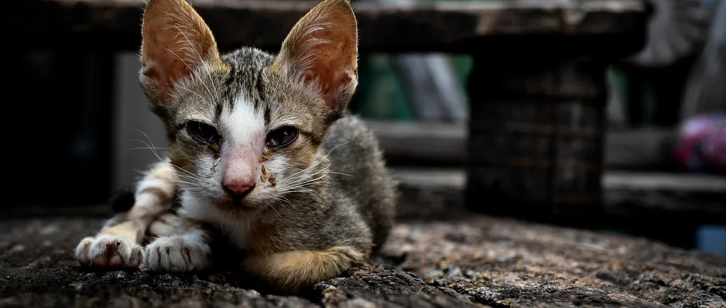 Descoperire șocantă în Franța. 100 de pisici moarte, găsite în casa unui bătrân