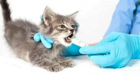 Deparazitarea pisicilor: când și de ce este esențială pentru sănătatea felinei tale (P)