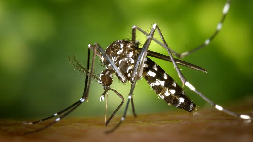 Studiu: Febra dengue ar putea oferi o anumită imunitate împotriva Covid-19