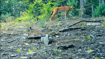 RÂS surprins de camerele de monitorizare montate în Parcul Naţional Semenic – Cheile Caraşului. Imaginile au fost distribuite de Romsilva