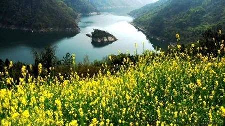 Insula care „apare