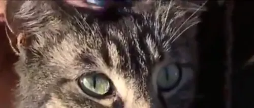 Mușcătura unei pisici de pe stradă i-a adus moartea unei femei din Japonia. Ce virus purta felina