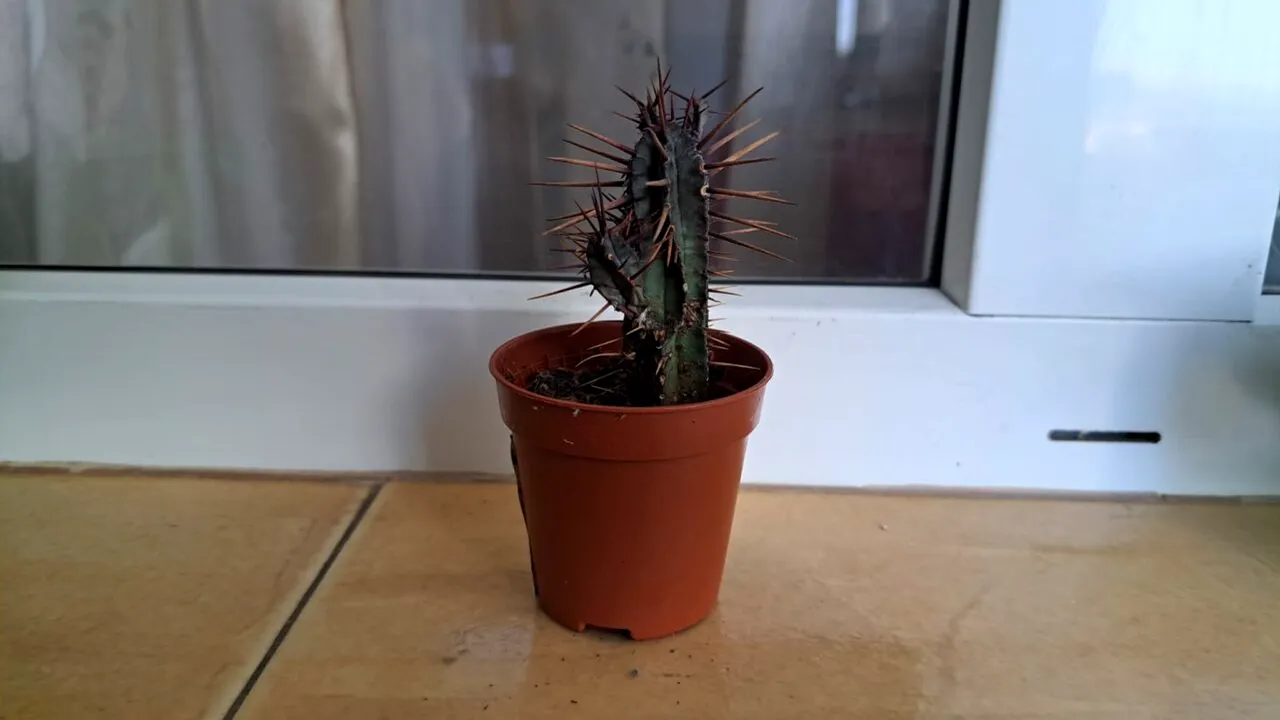 Plante care aduc ghinion și nu e bine să fie ținute în casă. Maeștrii FENG SHUI îți recomandă vegetația care aduce noroc și prosperitate în locuință