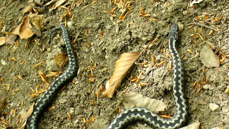 Avertismentul salvamontiștilor pentru turiștii care merg în Făgăraș: ”Viperele sunt mai vizibile în această perioadă”