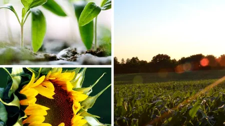 Câte autorizații temporare de utilizare a pesticidelor restricționate de UE a solicitat România în 10 ani. Care este cultura pentru care vom obține derogare în 2020