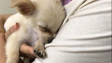 Povestea emoționantă a cățelului abandonat în toaleta unui aeroport scoate la iveală o problemă gravă a societății de azi