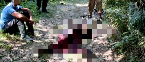 Urs ucis și tranșat de doi braconieri în Dâmbovița. Când au fost prinși, i-au amenințat pe paznici cu un cuțit