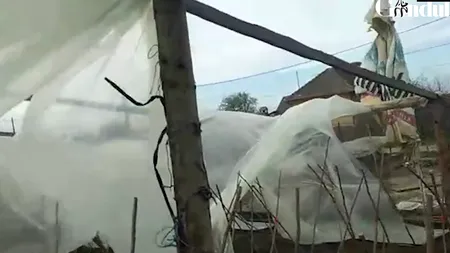 Vântul a făcut prăpăd la Dăbuleni și a distrus solariile unde s-au plantat pepeni | VIDEO