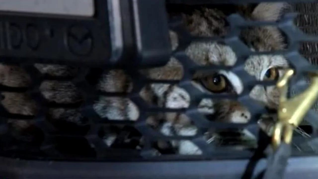 L-a lovit cu mașina, apoi a avut parte de o surpriză. „Este un miracol de Anul Nou