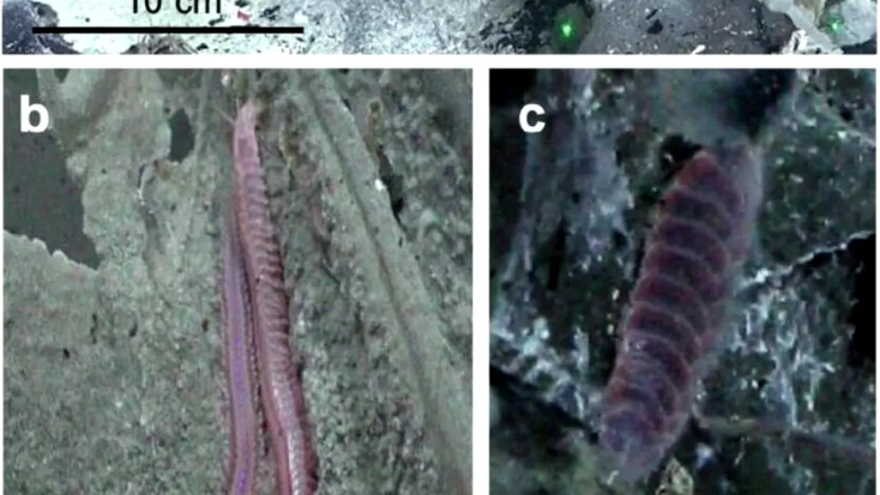 Oamenii de ştiinţă au descoperit viermi GIGANȚI sub scoarţa terestră, pe fundul oceanelor. Unde se află zona vizată
