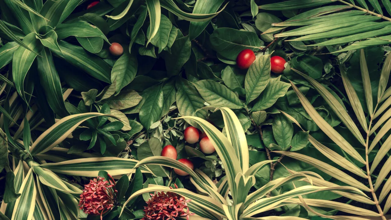 Planta miraculoasă care a fost omologată și în România. Tratează mai multe afecțiuni și alergii