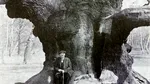 RIP. Stejarul lui Robin Hood a murit la 1200 de ani. Majestuosul arbore a fost strangulat de turiști