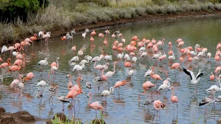GALERIE FOTO. Cât costă o noapte de cazare pe insula lui Sir Richard Branson