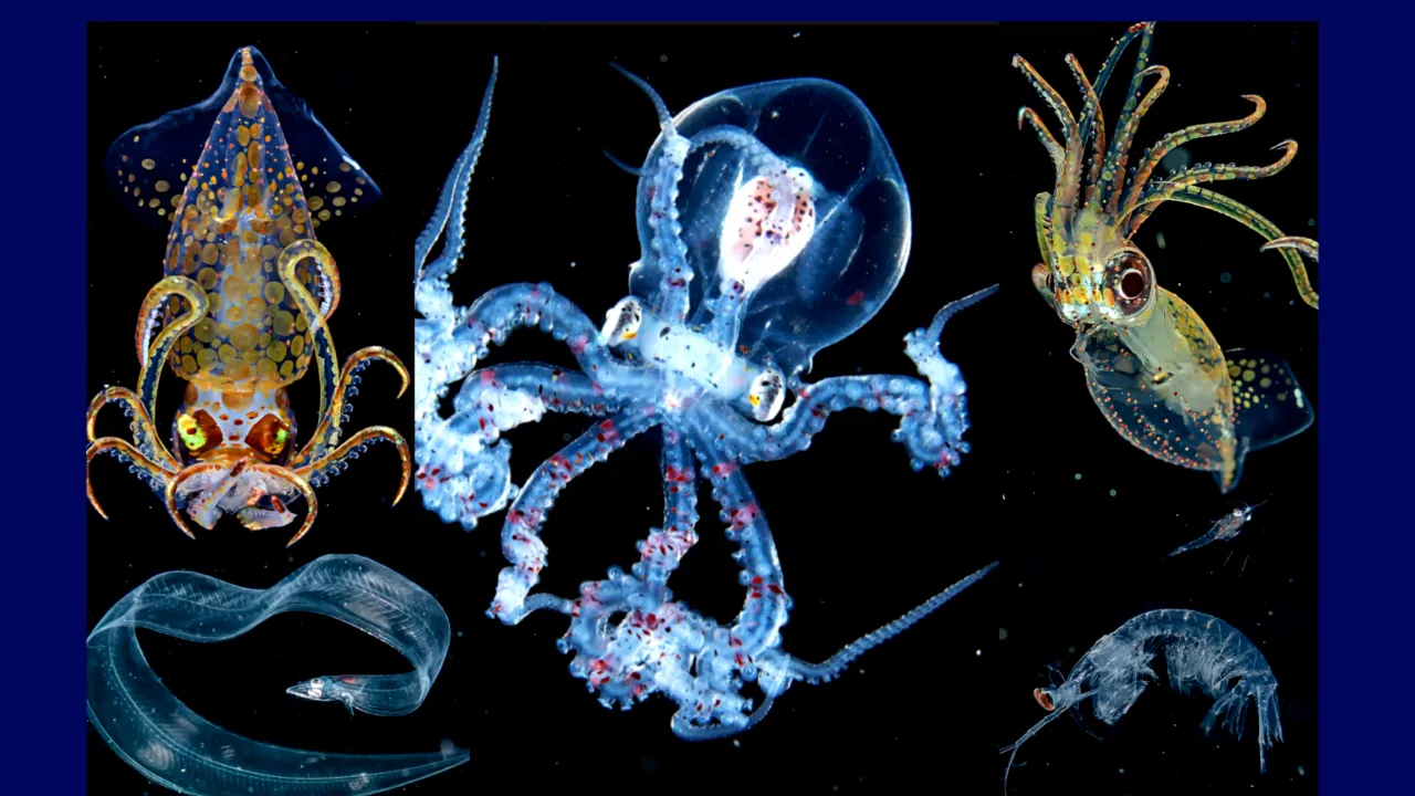 Telescopul James Webb ar fi detectat semne de viață maritimă pe o planetă la 124 ani-lumină | 80% din fauna subacvatică de pe Pământ este necunoscută