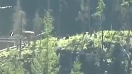 Este aceasta cea mai bună dovadă a existenței lui Bigfoot?