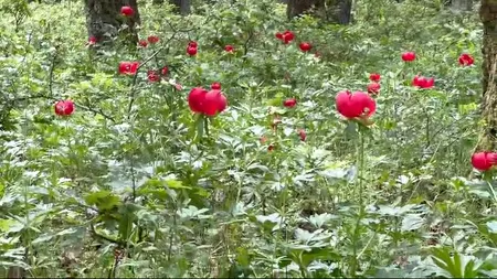 A înflorit rezervația naturala de bujori din Plenița, Dolj. Ce amenzi riscă cei care rup florile protejate de lege