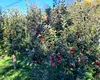 Băutura FERMECATĂ antibalonare. Ieftin și simplu