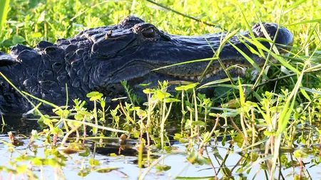 O femeie a ieșit să își plimbe câinele, dar a sfârșit ucisă de un ALIGATOR