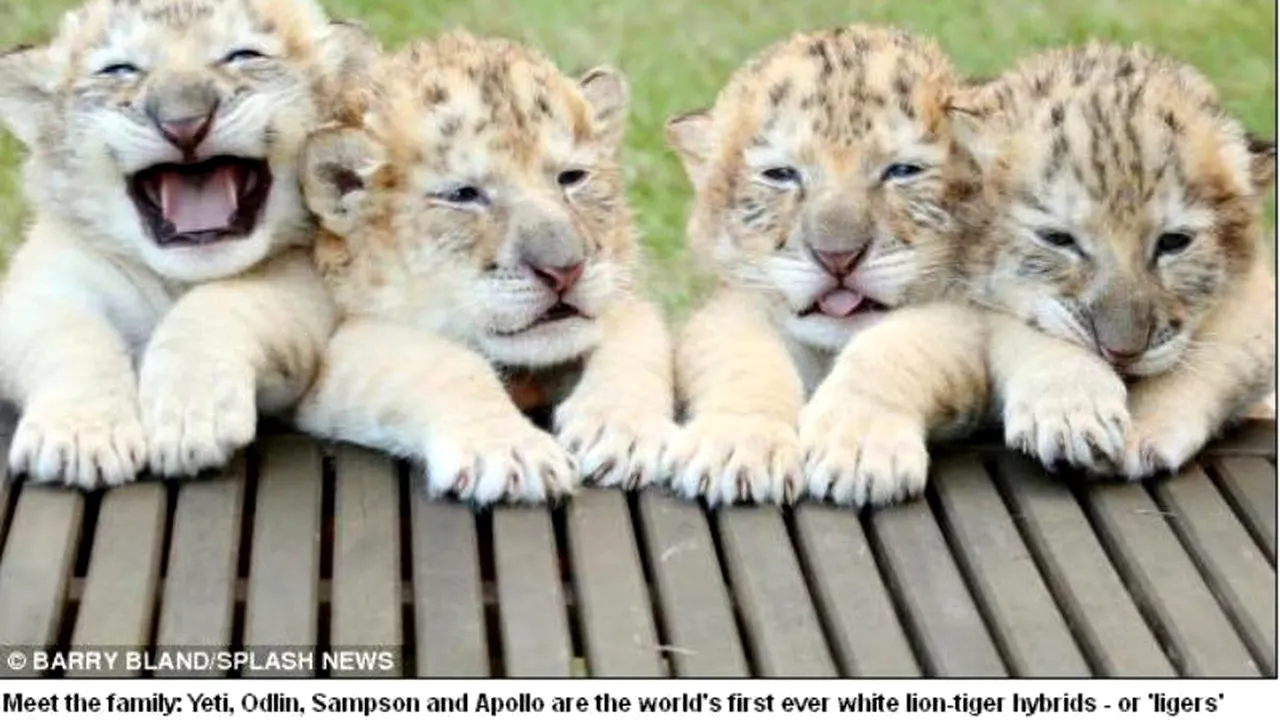 FOTO. Premieră în lumea animală. Cum arată primii pui de „ligru
