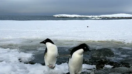 Descoperire în Antarctica. 