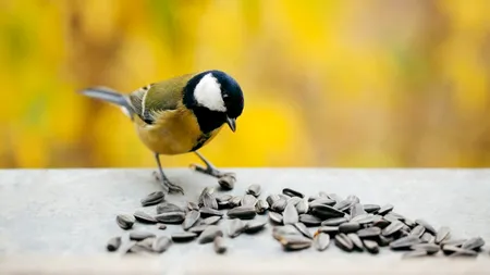 (P) Adio plictiseală! 15 idei de activități pentru luna ianuarie