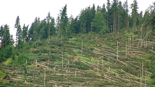 O furtună a culcat la pământ copacii dintr-o pădure de 55 de hectare. Prefectul de Suceava dă vina pe fenomenul turbionar