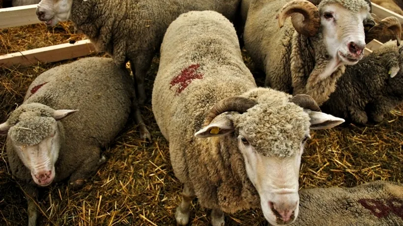 Rusia a limitat importurile de animale din Italia, Bulgaria și Grecia