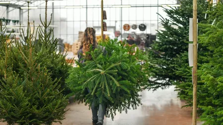 Cât costă un BRAD natural, în 2025. Magazinele online au deschis deja listele cu precomenzi, dar prețurile sunt mai mari decât Crăciunul trecut