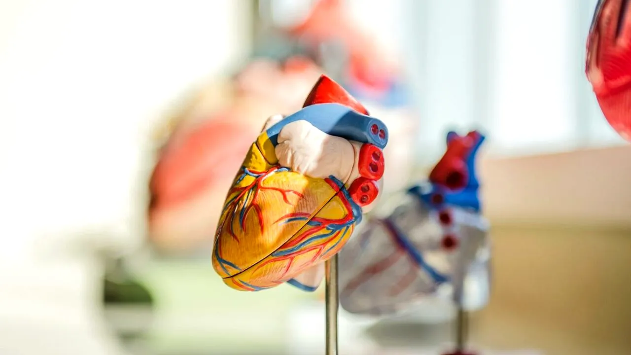 Secretul ascuns în celulele inimii: ce au descoperit cercetătorii estonieni și cum ar putea schimba tot ce știm despre bolile cardiace