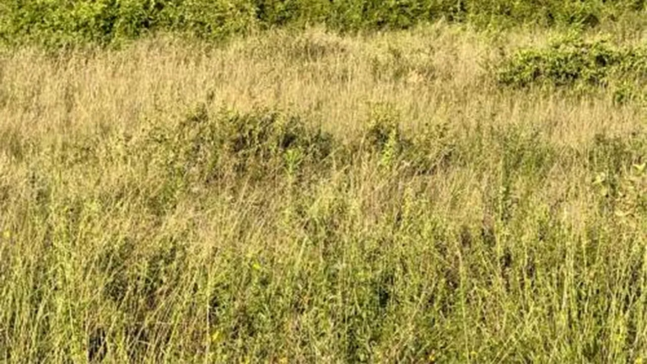 Iluzie optică virală | Găsiți puiul de leu camuflat în această fotografie!