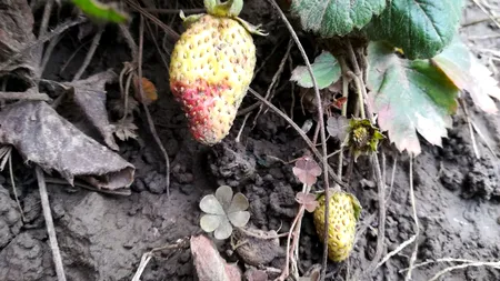 Imagini incredibile dintr-o grădină din Galați: Căpșunile au apărut în plină iarnă, și deja se coc. GALERIE FOTO