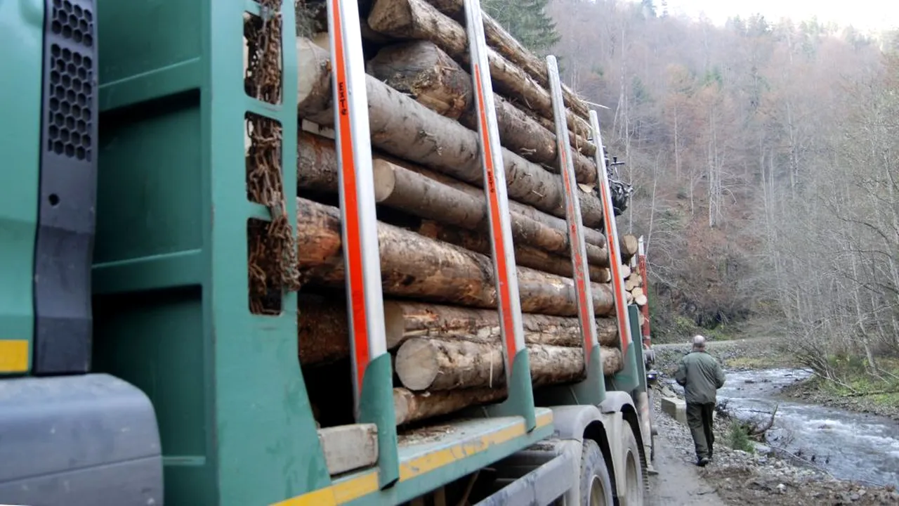 PROBLEME CU LEMNUL DIN PĂDURE. Nostra Silva și Fordaq: „HG 1004/2016 prevede avize care nu există