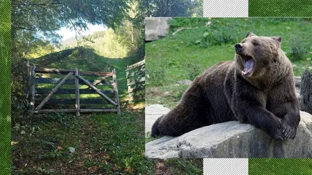 VIDEO | Un bătrân din Horezu a fost atacat de un urs în propria curte. Bărbatul de 87 de ani a fost transportat cu elicopter SMURD la spital