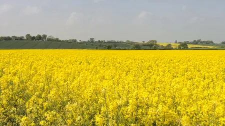 Pozele în rapiță riscă sa se lase cu AMENZI pentru șoferii care parchează pe marginea drumului. Care sunt prevederile Codului Rutier