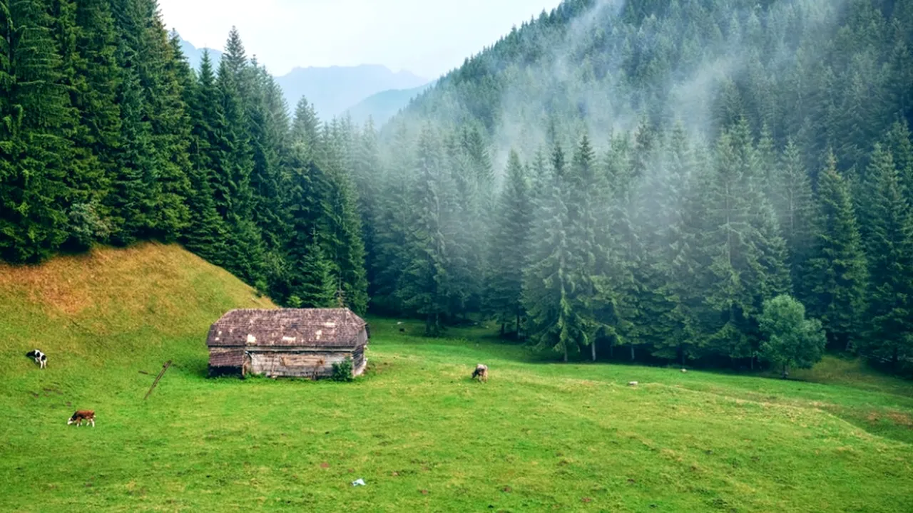 Un elvețian s-a mutat în România, 