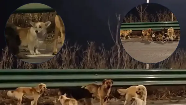 Povestea virală cu cei șapte câini „eroi” din China este falsă. Ce s-a întâmplat, de fapt