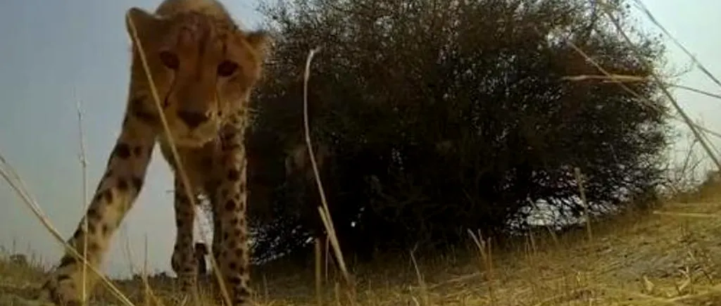 Reacția unui ghepard în fața unei camere de luat vederi. VIDEO