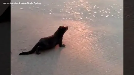VIDEO | Apariție neobișnuită la Eforie Nord. „În mod normal, nu este un animal prea prietenos cu omul”