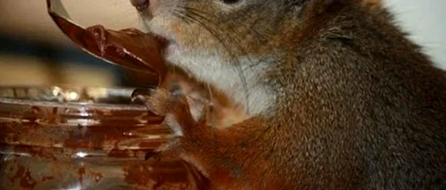 GALERIE FOTO. Un soldat a salvat un pui de veveriță, hrănindu-l din patru în patru ore