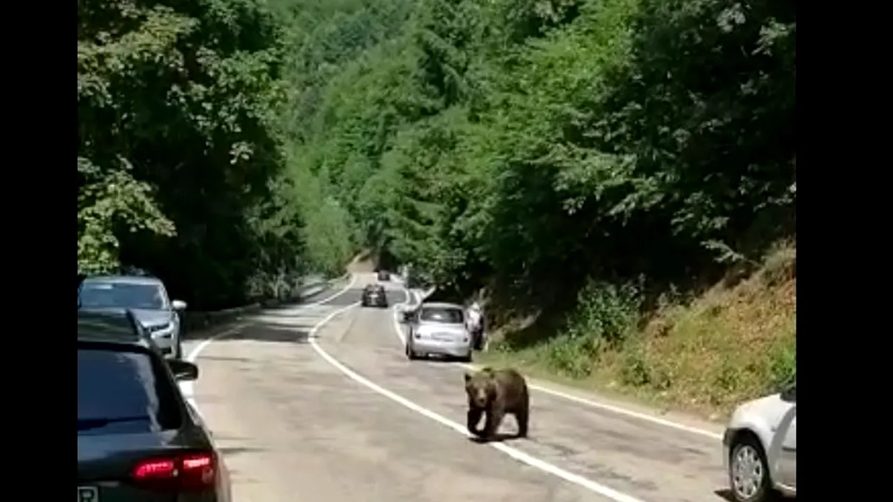 Un motociclist sirian blocat în trafic pe Transfăgărășan a fost mușcat de un urs