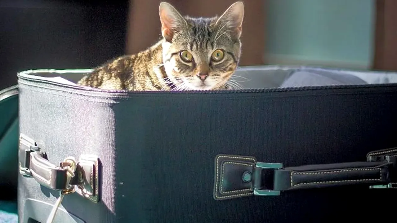 Un pasager din SUA și-a expus PISICA la scanare cu raze X din aeroport, după ce a băgat-o într-un rucsac și a lăsat-o pe banda transportatoare. Credea că asa se procedează