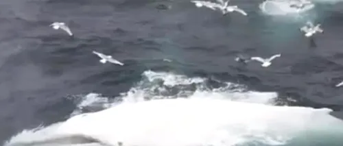 VIDEO. Adevăratul Moby Dick. Un specimen foarte rar de balenă, observat în apele europene
